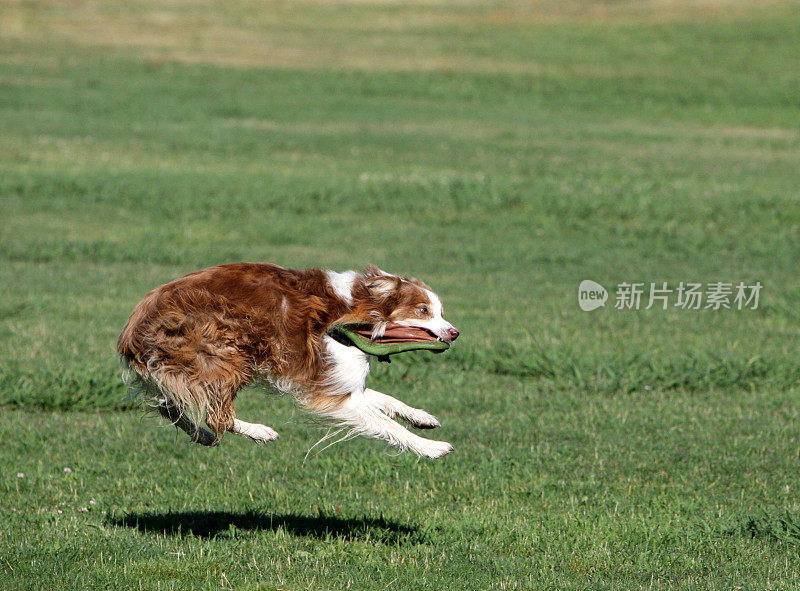 行动的狗