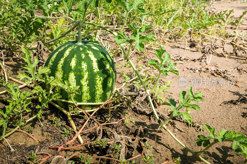 种植和收获西瓜