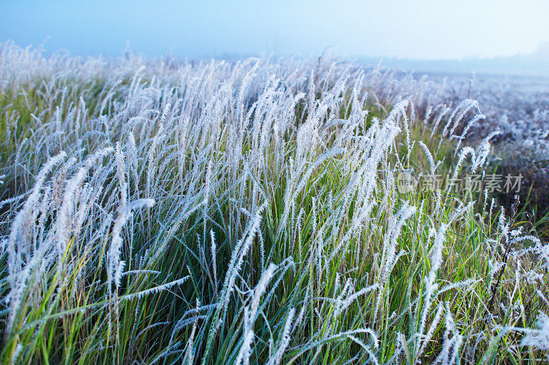 草地上结霜