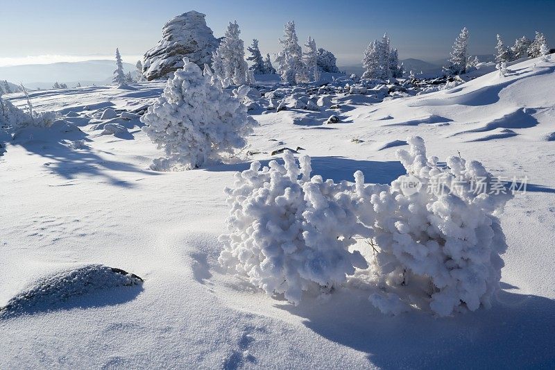 斯诺。冬季公园。Sheregesh。雪松。