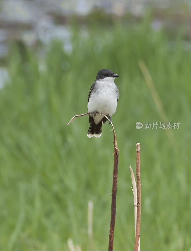 东部美洲食蜂鹟