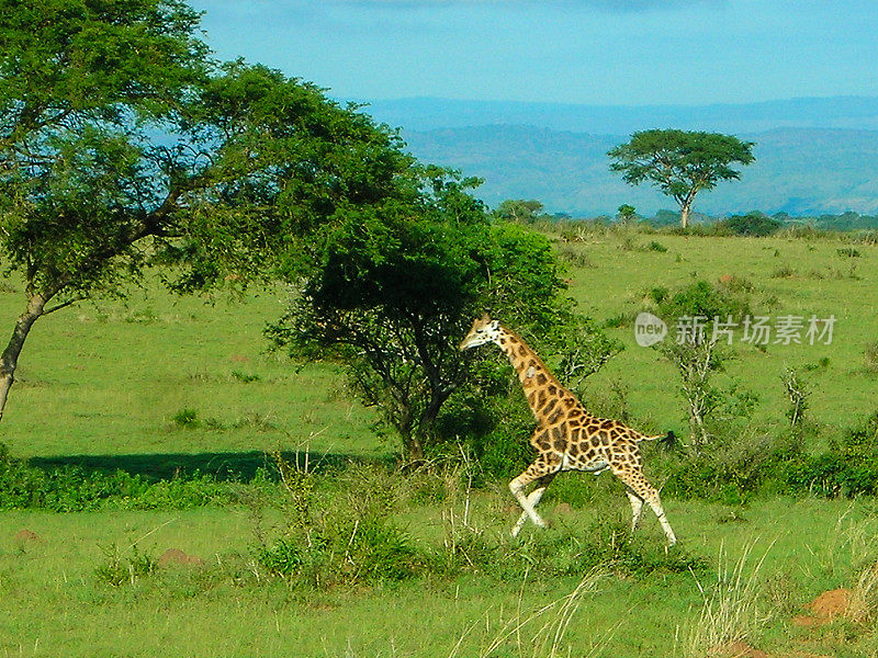 年轻的罗斯柴尔德长颈鹿奔跑在乌干达草原上