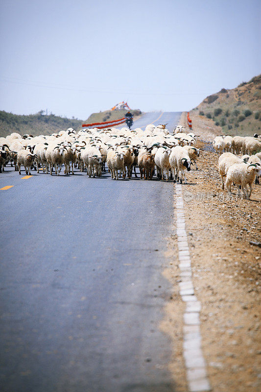 羊的追随者
