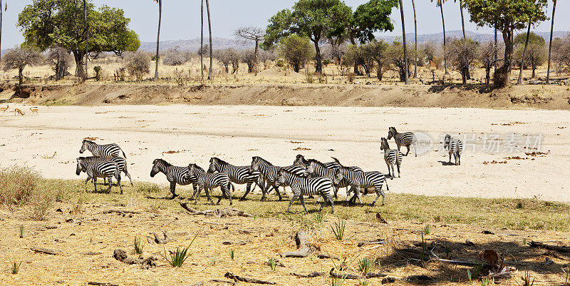 坦桑尼亚寻找水源的斑马