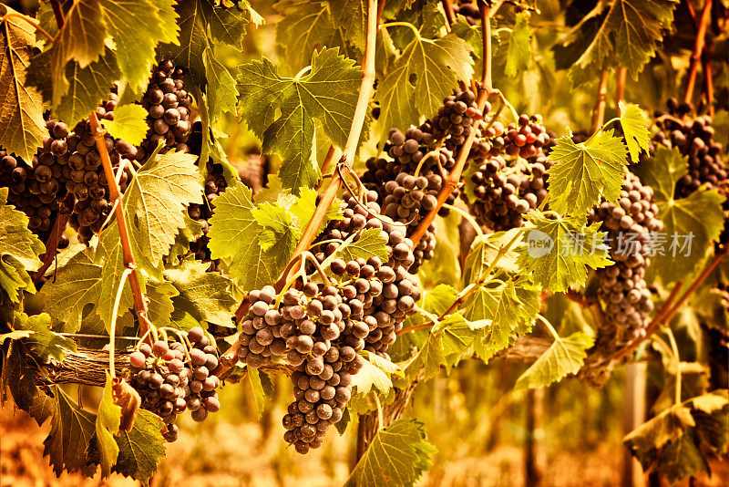 意大利基安蒂地区桑娇维塞红葡萄的葡萄品种