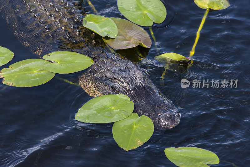 佛罗里达的短吻鳄