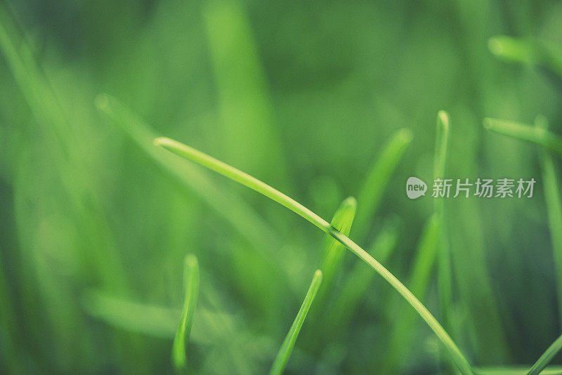 茂盛的绿草在阳光下生长。绿色背景