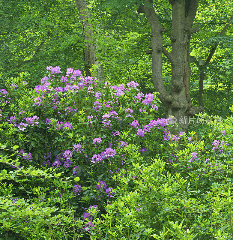 山毛榉和粉红色杜鹃花