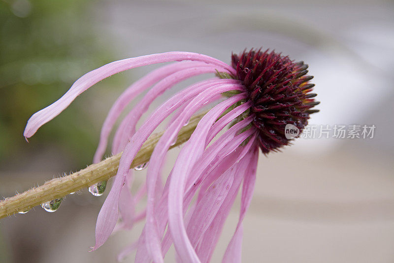 锥花