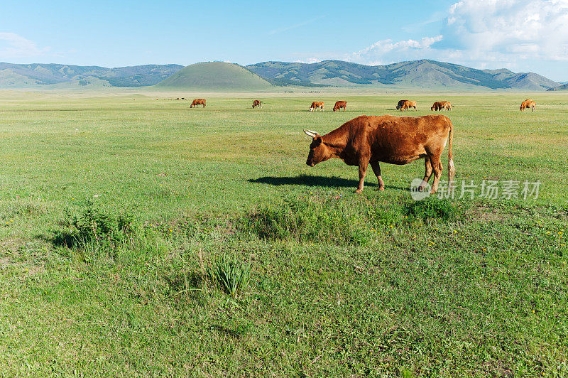 牛在蒙古