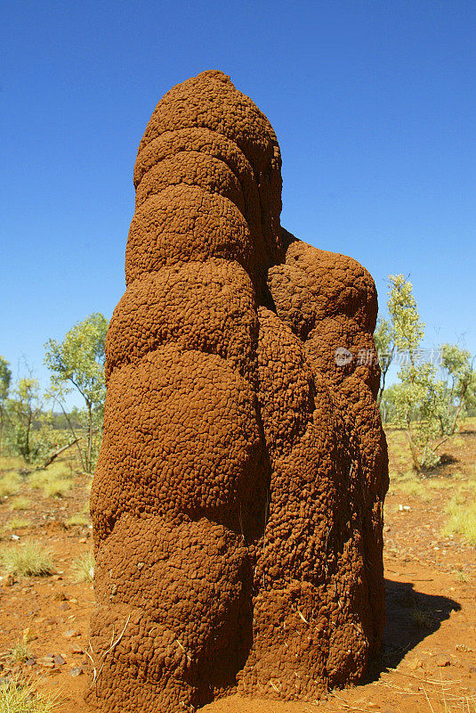 白蚁丘，金伯利，西澳大利亚，澳大利亚
