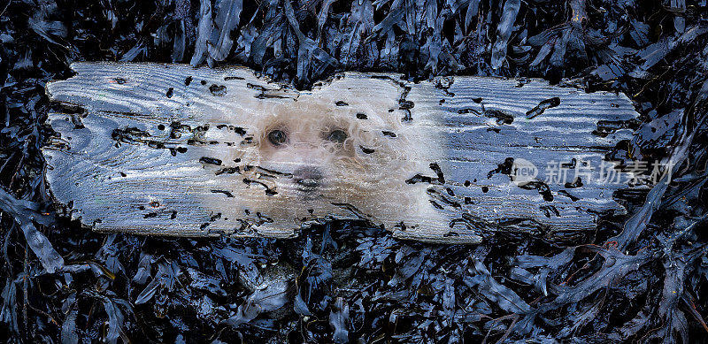有狗的照片的浮木，海藻床