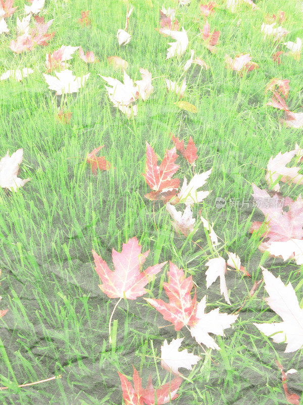 褪色和皱完成落叶红叶在草地