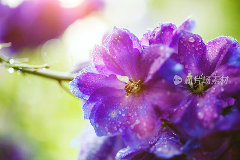 雨后的蓝花