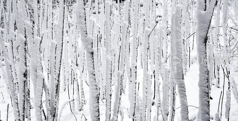 冬天的森林里下雪了