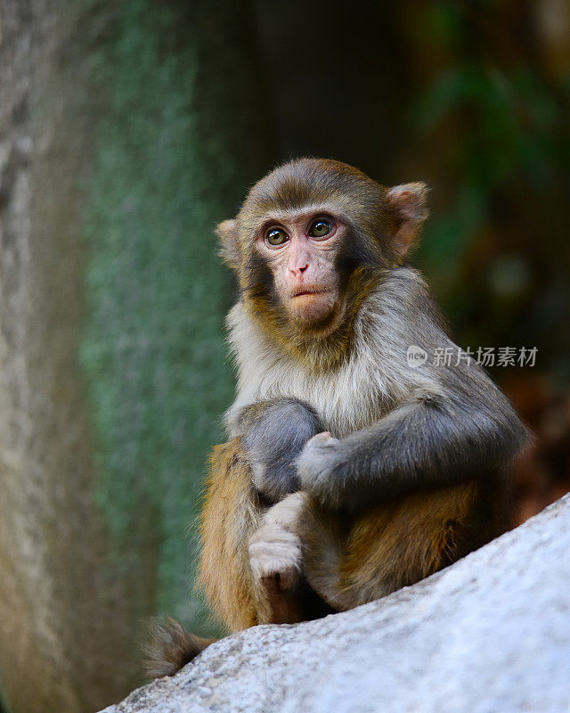 坐在岩石上的猴子01