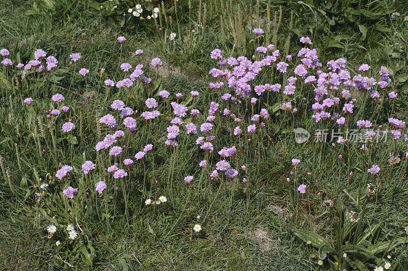 布赖顿悬崖上粉红色的野花
