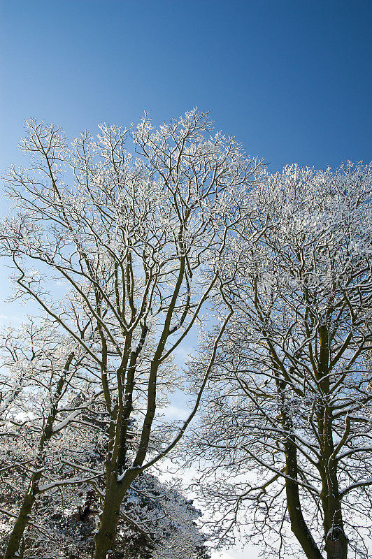 白雪覆盖的树木一直延伸到天空
