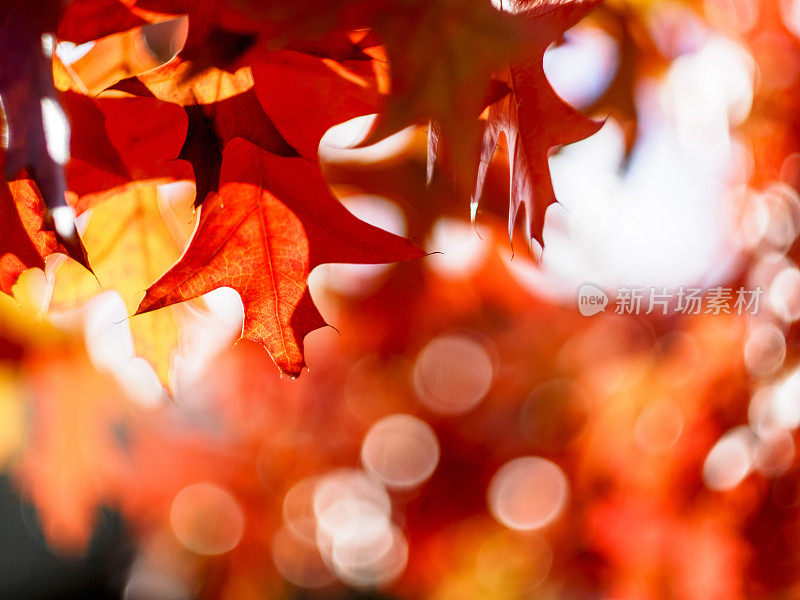 秋天的颜色，树叶