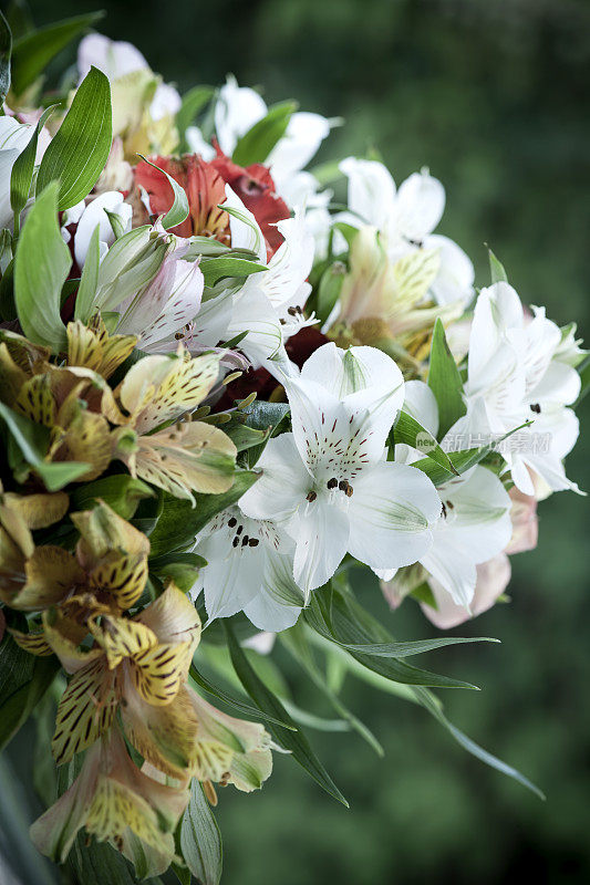 巴西百合花或黄花。