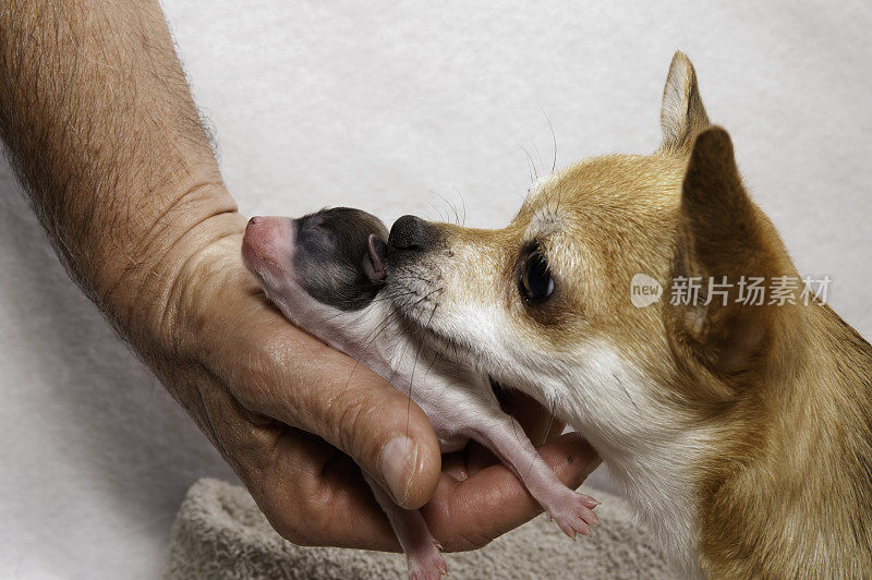 狗妈妈为新生的小狗梳妆