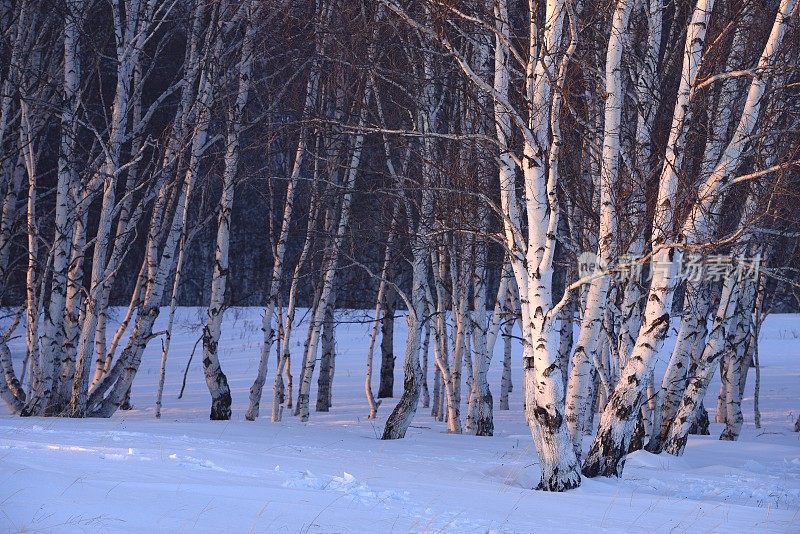 冬天，森林被雪覆盖