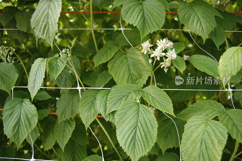 覆盆子植物