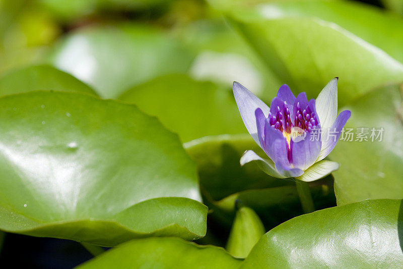 小紫莲花