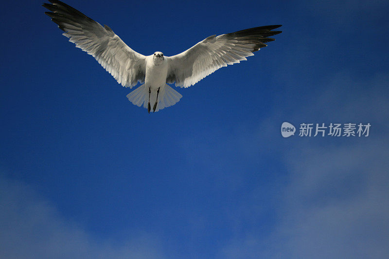 海鸥飞下来