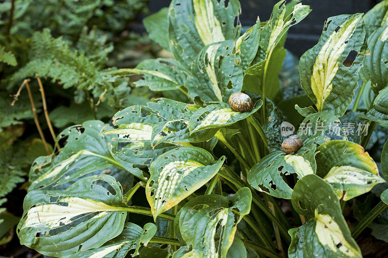 园艺问题与蜗牛午餐的hostas