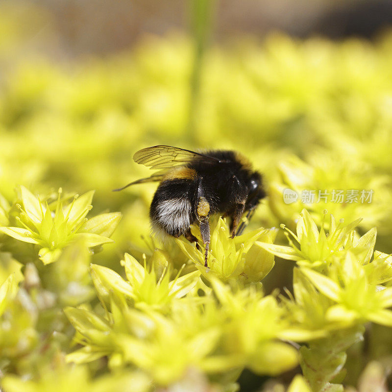 一只蜜蜂正从黄色景天的花篮里装满花粉
