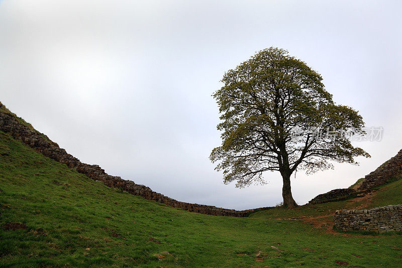 英国山谷哈德良长城附近的一棵无花果树的剪影
