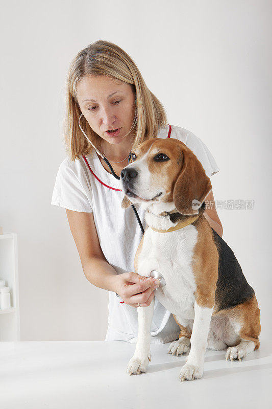 女兽医用听诊器检查美国小猎犬