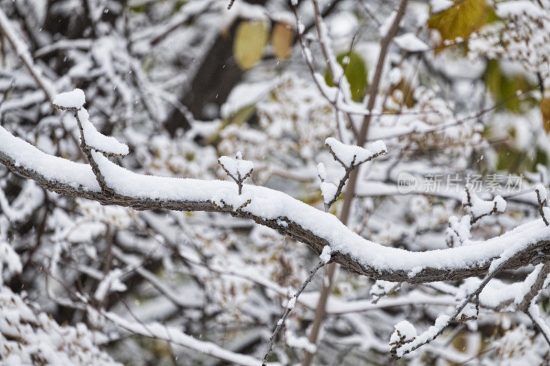 大雪和横树枝