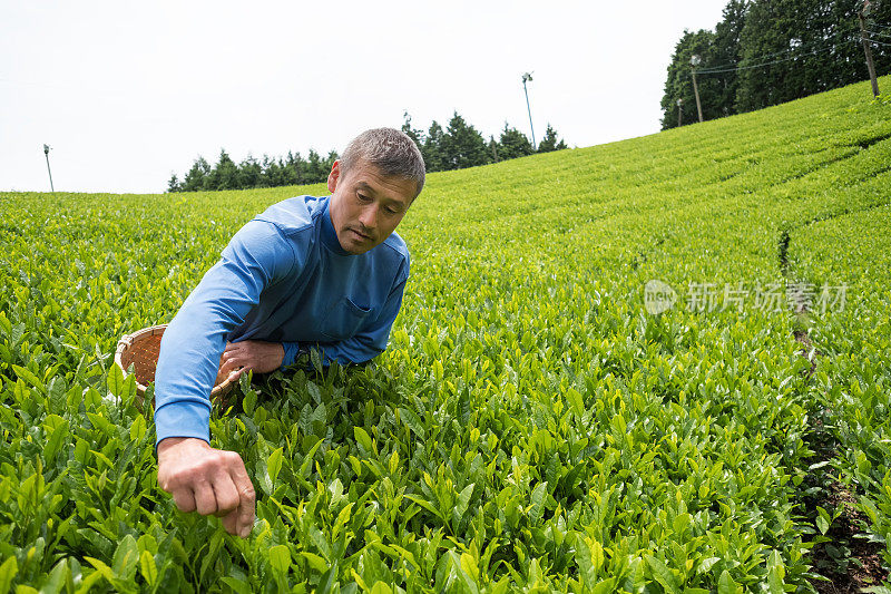 日本茶农手工采摘优质茶叶