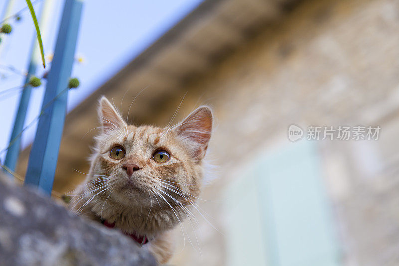 普罗旺斯的史努比猫