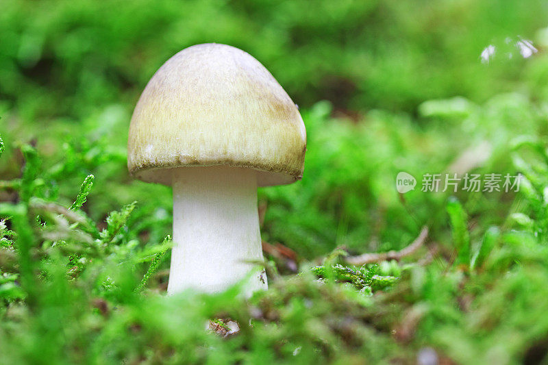 单蘑菇在绿色苔藓