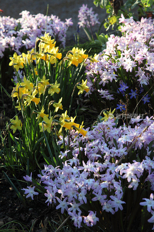 水仙花和chionodoxa