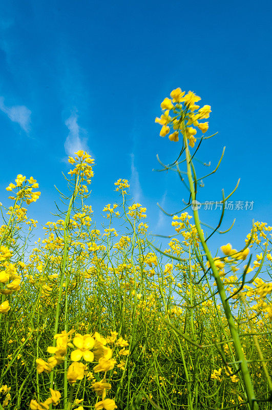 油菜籽花