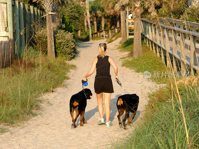 与罗特韦尔犬一起在海滩漫步