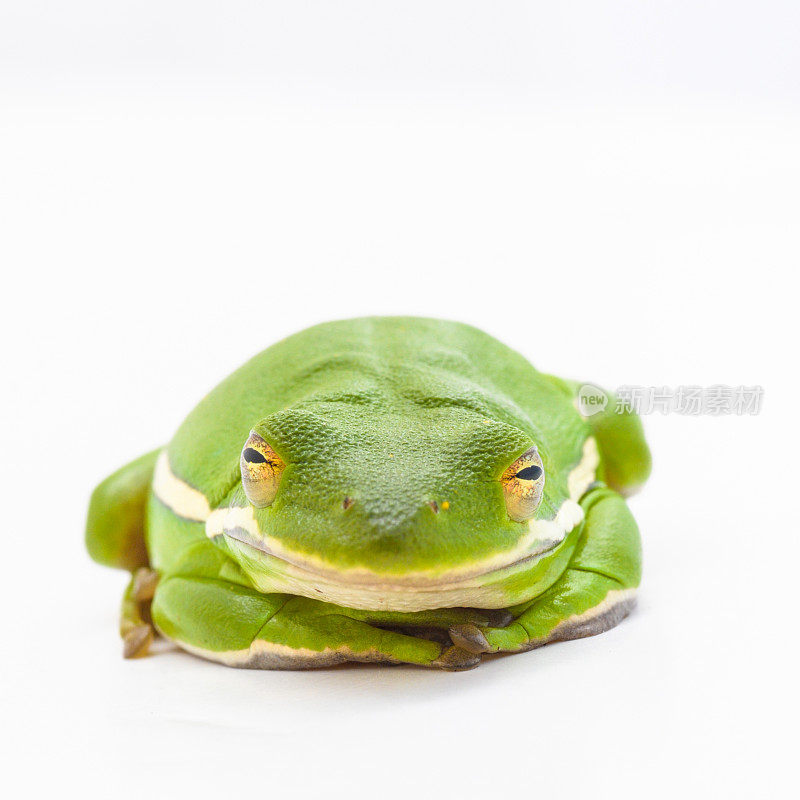 绿树蛙(灰树蛙)