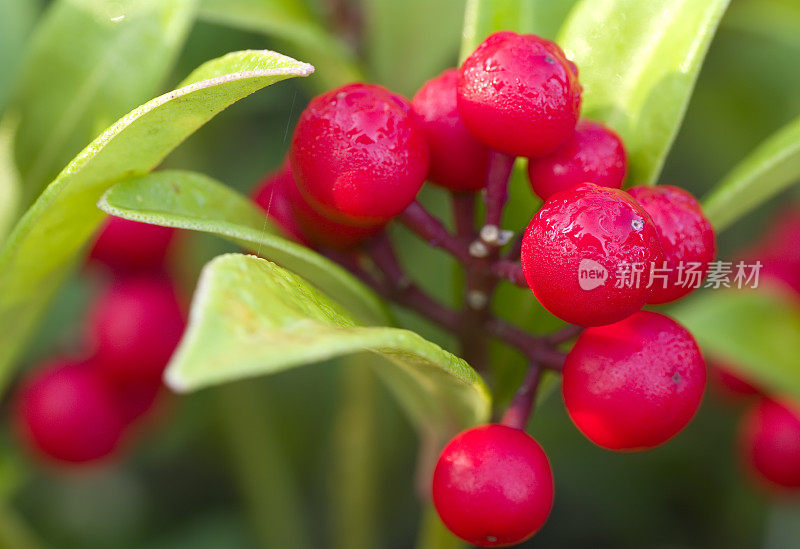 鲜果(红浆果)