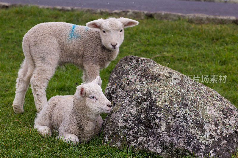 两只小羊羔躲在一块石头后面