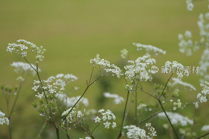 欧芹