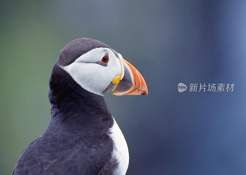 大西洋海鹦(北极兄弟)肖像。