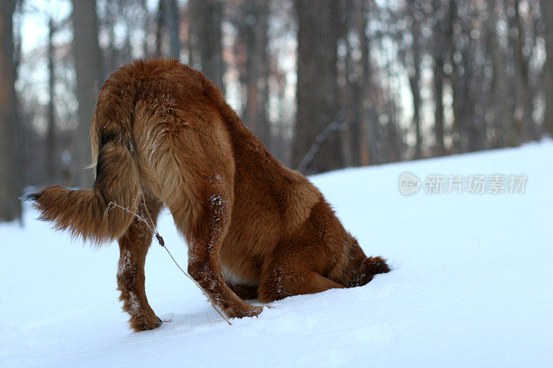 把脑袋埋在雪里