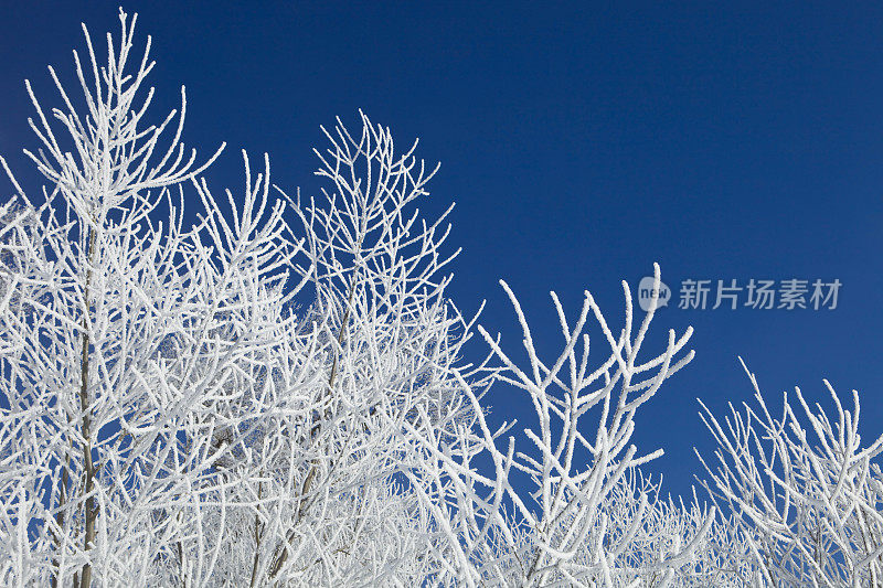 霜冻的树枝映衬着湛蓝的天空