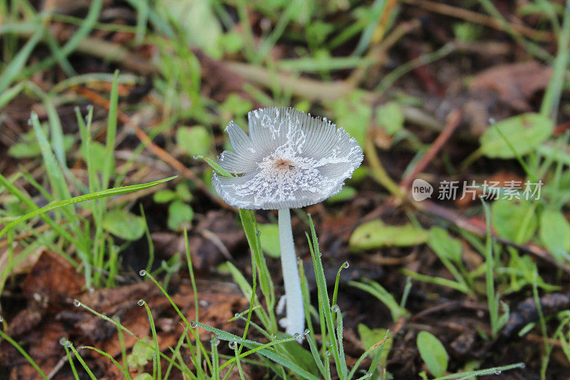 灰色粗毛真菌