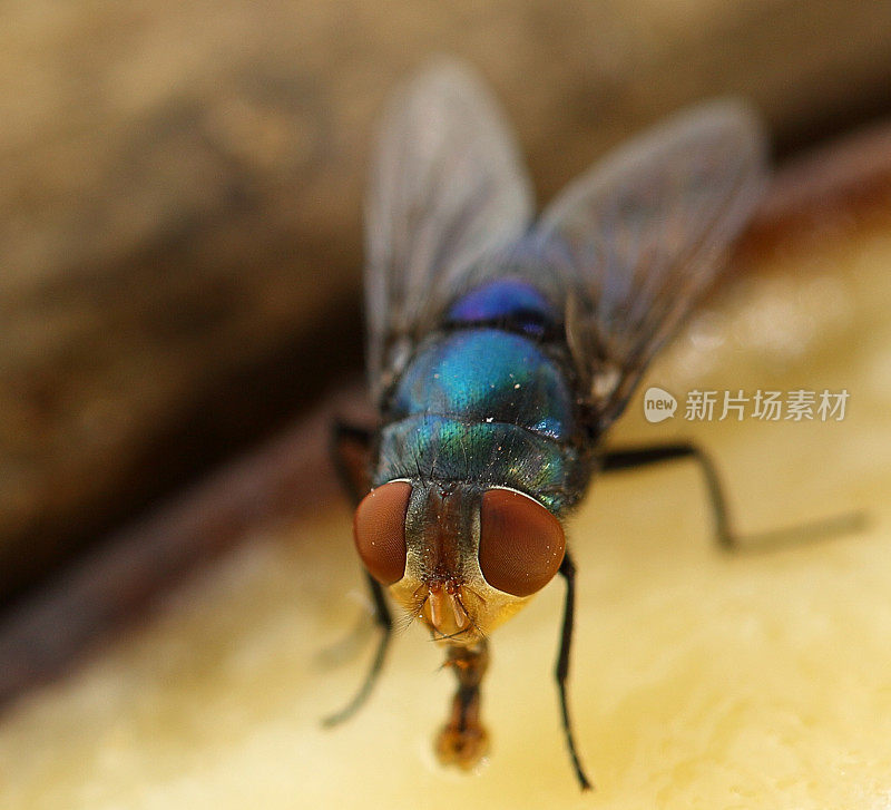 飞前特写镜头