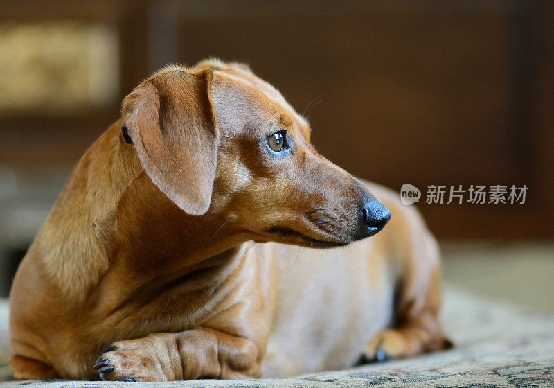 小红小猎犬